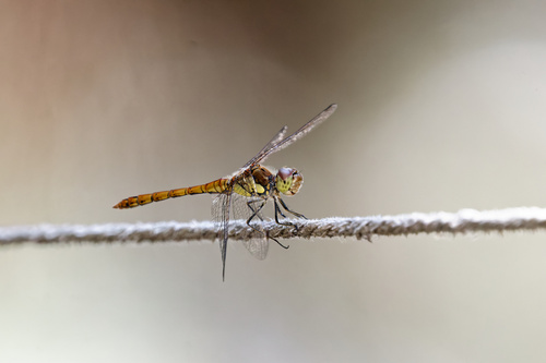 Common darter