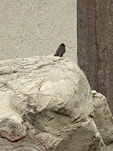 Black Phoebe