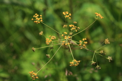 Bupleurum longiradiatum