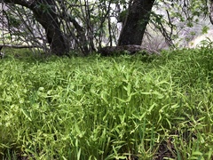 Claytonia parviflora viridis