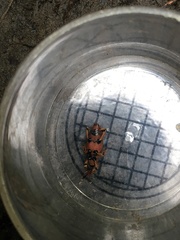 Metaprodioctes formosanus