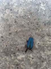 Prionocerus coeruleipennis