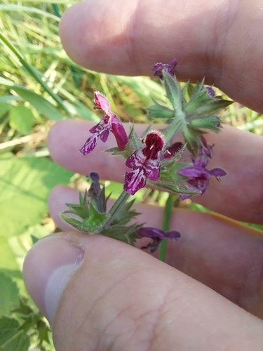 hedge woundwort