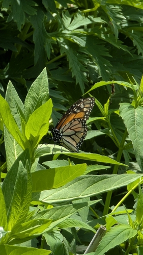 Monarch