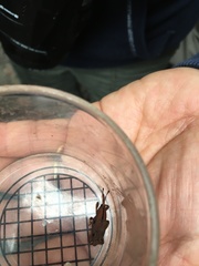 Metaprodioctes formosanus