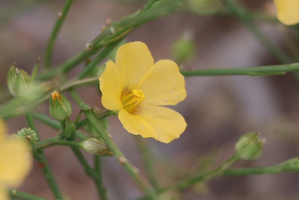 Linum rigidum; photograph (c) Millie Basden, some rights reserved (CC BY)