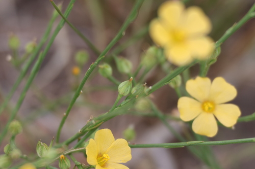 Linum rigidum, photograph 5