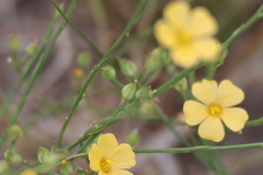 (c) Millie Basden, some rights reserved (CC BY) Linum rigidum, photograph (c) Millie Basden, some rights reserved (CC BY)