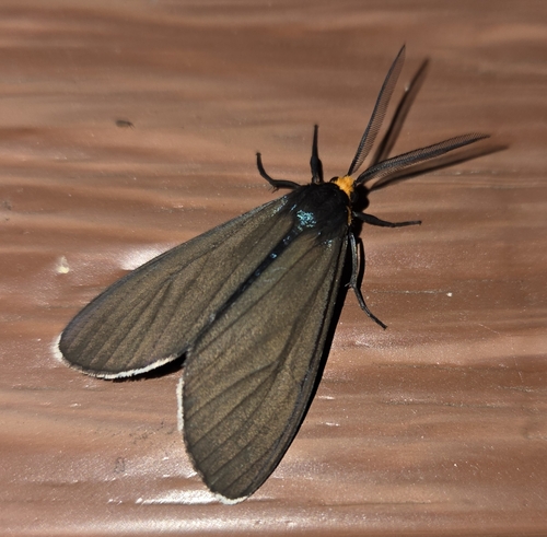 Virginia Ctenucha Moth