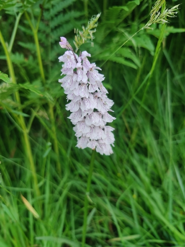 heath spotted orchid