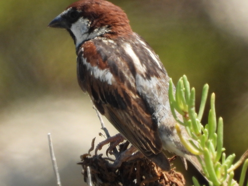 Gorrión moruno (Passer hispaniolensis)