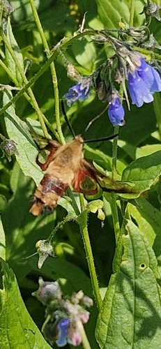 Hummingbird Clearwing