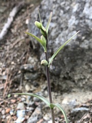 Fritillaria viridea