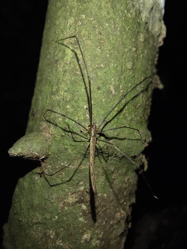 Tetragnatha cochinensis