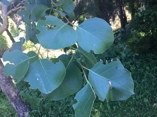 Image of Cabbage Gum (Eucalyptus amplifolia) by (c) Thomas Mesaglio, some rights reserved (CC BY)