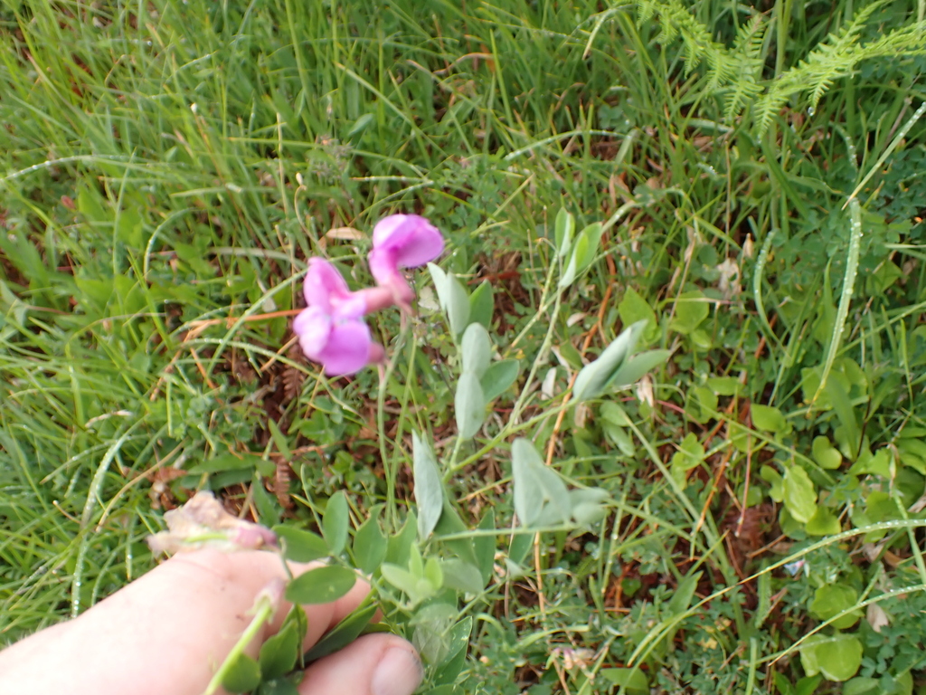 Lathyrus nevadensis; photograph author not stated, no rights reserved