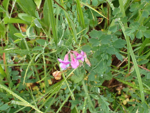 Lathyrus nevadensis, photograph 3