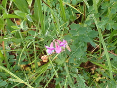 author not stated, no rights reserved Lathyrus nevadensis, photograph author not stated, no rights reserved
