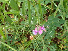 author not stated, no rights reserved Lathyrus nevadensis, photograph author not stated, no rights reserved