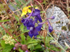 Delphinium menziesii, photograph author not stated, no rights reserved
