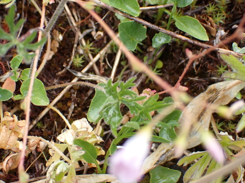 Delphinium menziesii, photograph 5
