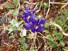 author not stated, no rights reserved Delphinium menziesii, photograph author not stated, no rights reserved