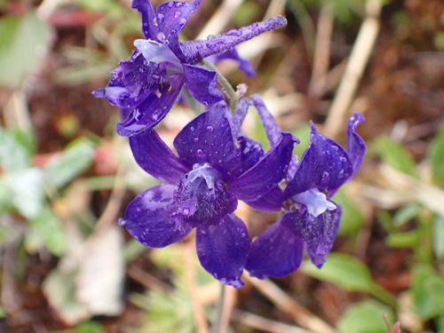 Delphinium menziesii, photograph 3