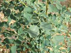 Goodia medicaginea