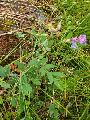 Lathyrus nevadensis observed 2026-06-25
