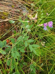Lathyrus nevadensis