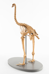 Dinornithiformes