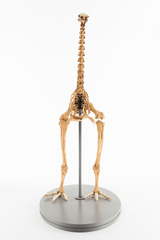 Dinornithiformes