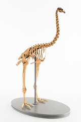 Dinornithiformes