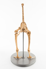 Dinornithiformes
