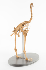 Dinornithiformes