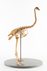 Dinornithiformes