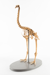 Dinornithiformes