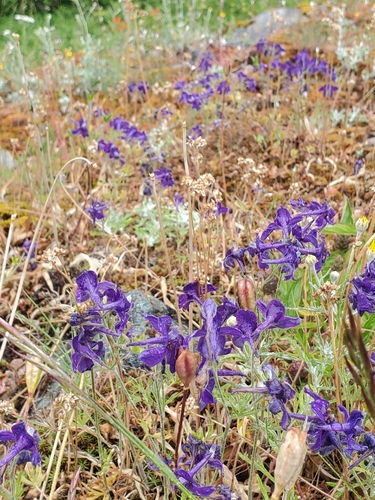 Delphinium menziesii, photograph 1