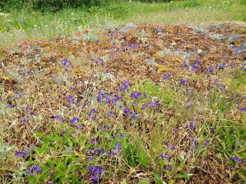 Delphinium menziesii; photograph (c) J Straka, some rights reserved (CC BY)