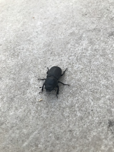 Lesser Stag Beetle