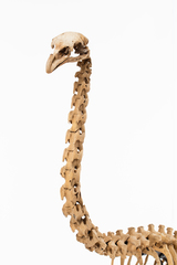 Dinornithiformes