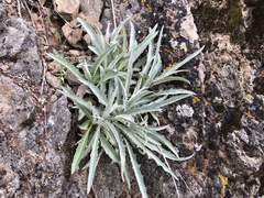 Stephanomeria cichoriacea