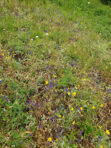 Delphinium menziesii, photograph 2