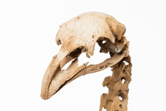 Dinornithiformes