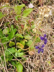 Micranthes integrifolia