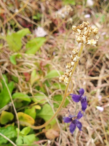 Micranthes integrifolia, photograph 2
