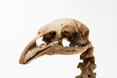 Dinornithiformes