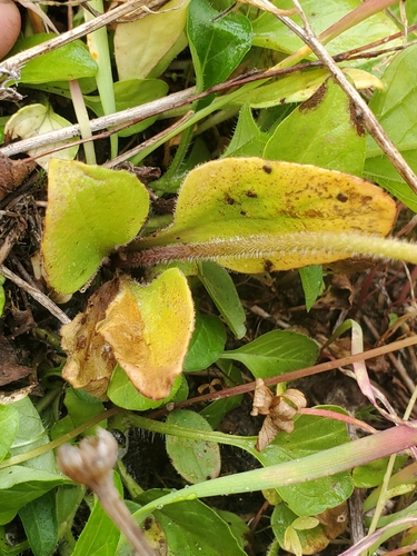 Micranthes integrifolia, photograph 3