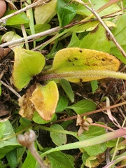 Micranthes integrifolia, photograph (c) J Straka, some rights reserved (CC BY)