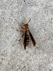 Polistes arizonensis